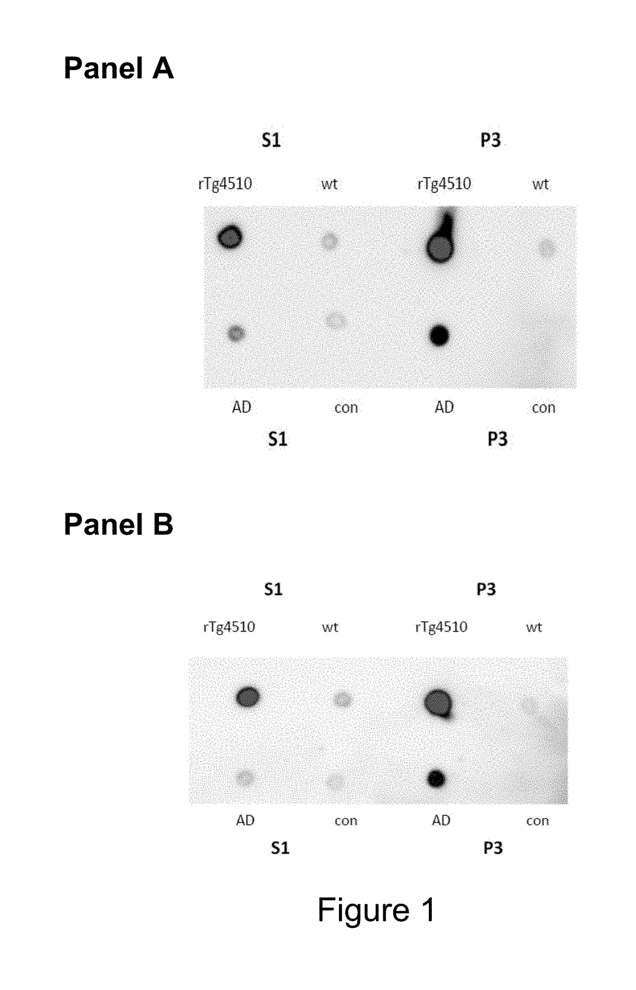 Antibodies specific for hyperphosphorylated tau and methods of use thereof