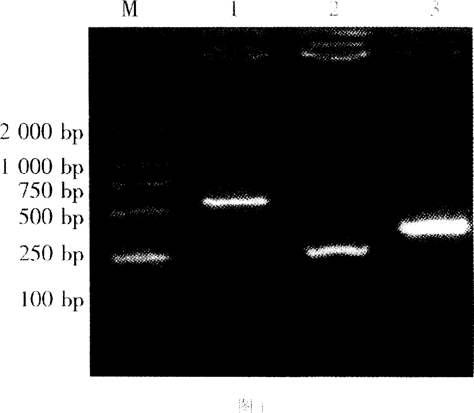 Method for fast inspecting HBV, HCV, HIV, TP and RV simultaneouslly