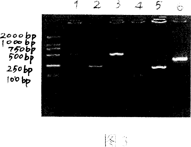 Method for fast inspecting HBV, HCV, HIV, TP and RV simultaneouslly