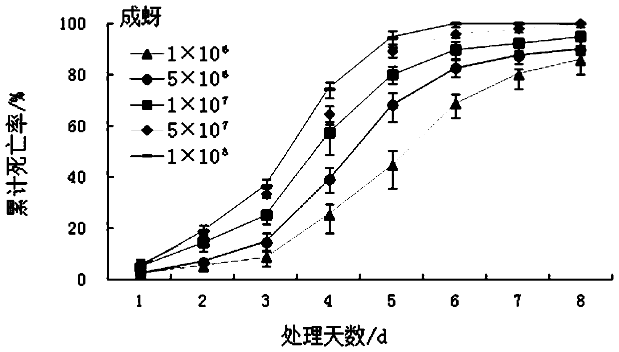 Beauveria bassiana and application thereof