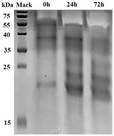 Method for preparing paper mulberry compound feed through synergistic fermentation of bacteria and enzymes and compound feed prepared through method