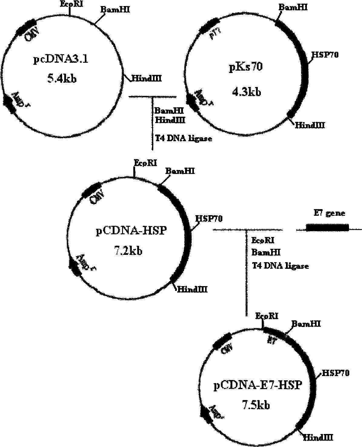 Human nipple virus DNA inserted vaccine, its preparation method and application