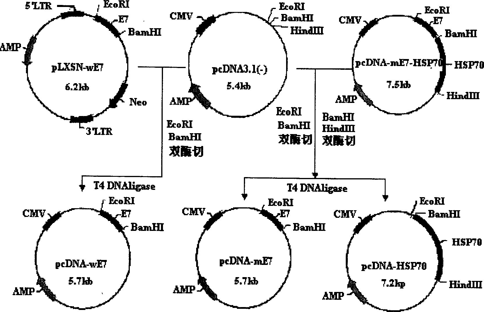 Human nipple virus DNA inserted vaccine, its preparation method and application