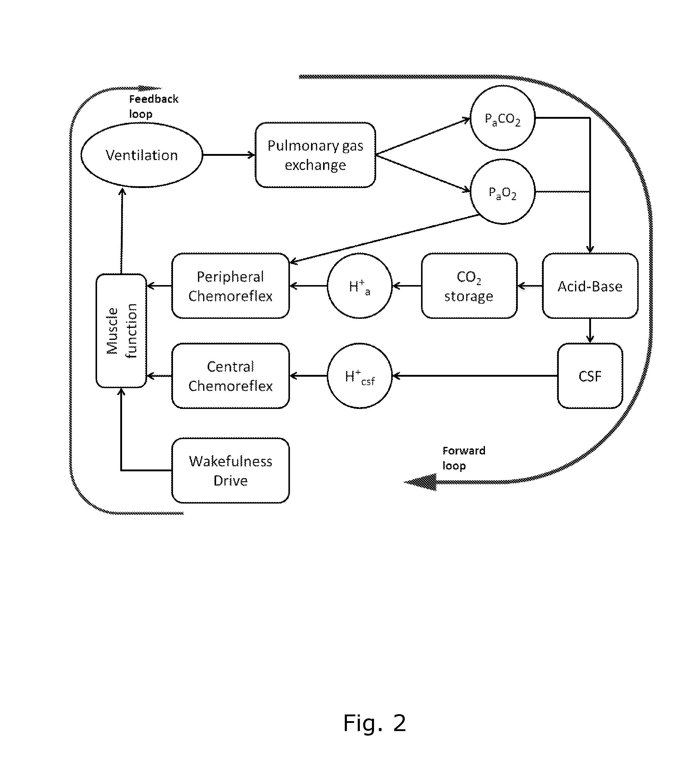 A system and a corresponding method for estimating respiratory drive of mechanically ventilated patients