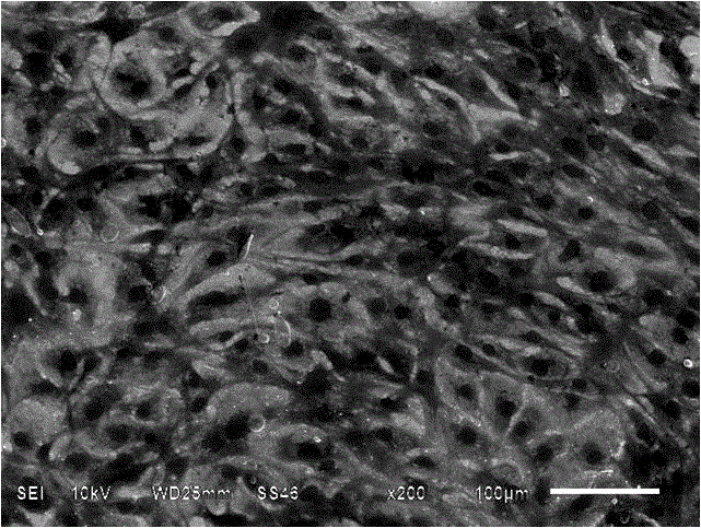 Inorganic nano-coating capable of regulating and controlling cell response and preparation method of inorganic nano-coating