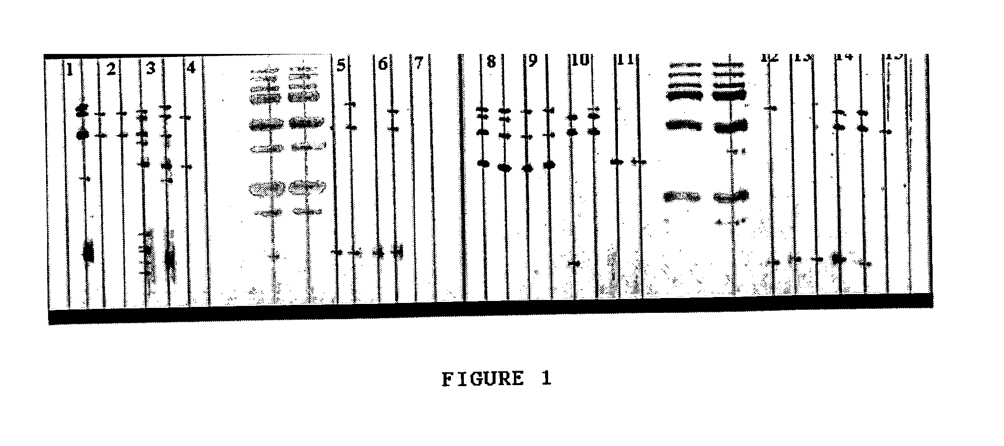 Cross-reactive determinants and methods for their identification