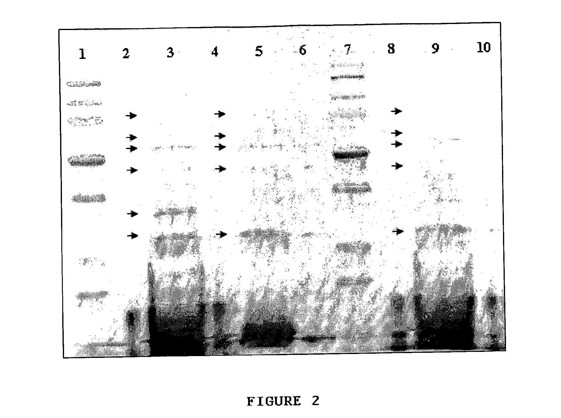 Cross-reactive determinants and methods for their identification