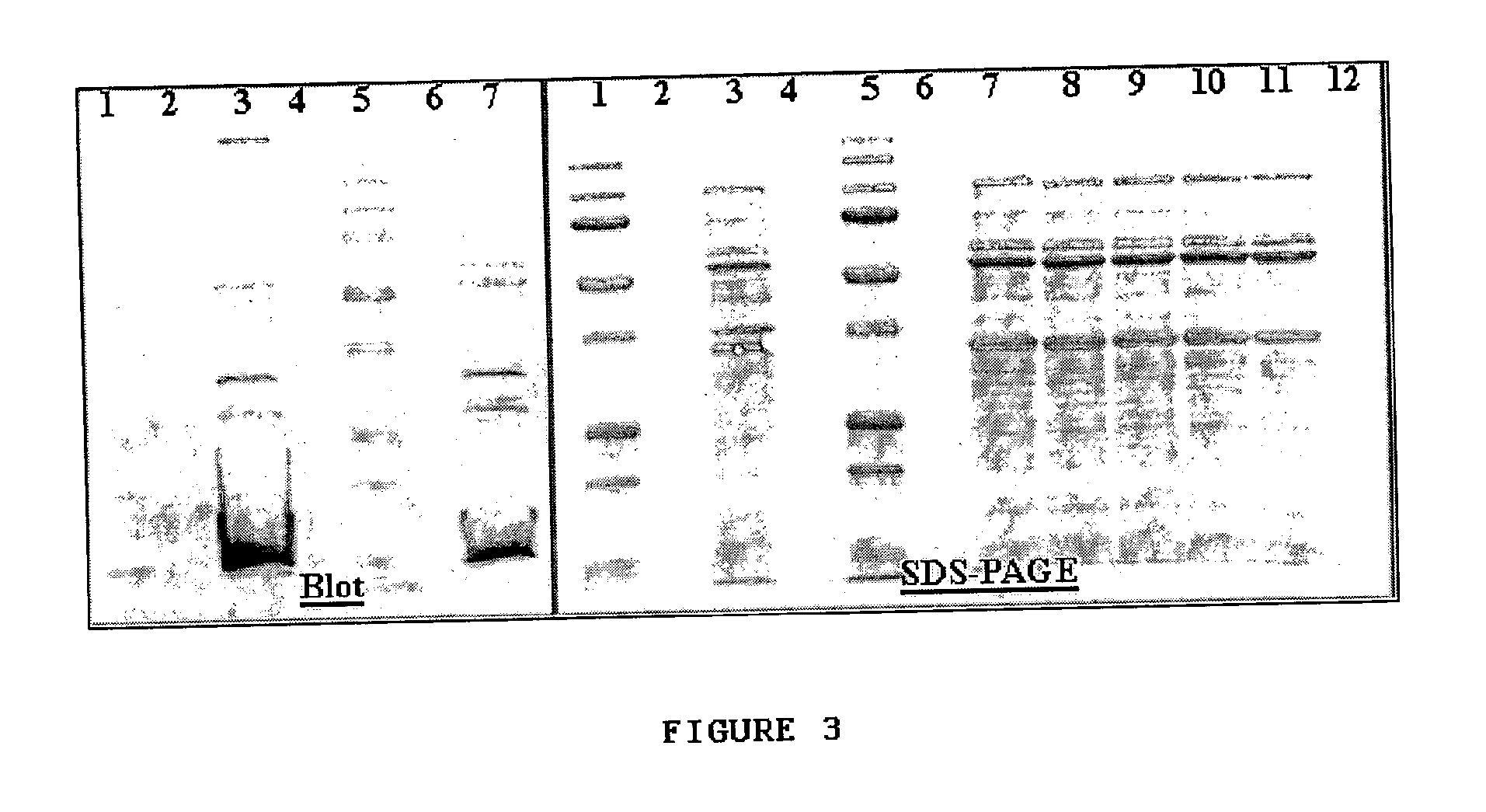 Cross-reactive determinants and methods for their identification