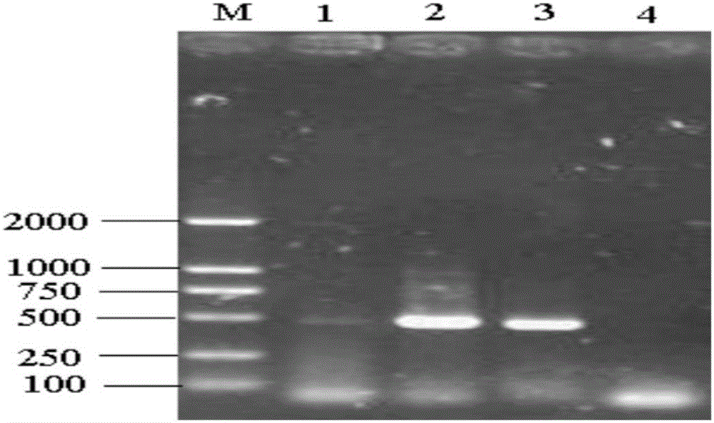 Method for preparing porcine circovirus inactivated vaccine