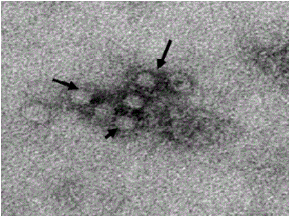 Method for preparing porcine circovirus inactivated vaccine