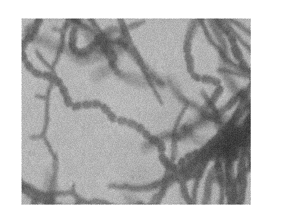 Streptomyces parvus strain and application thereof