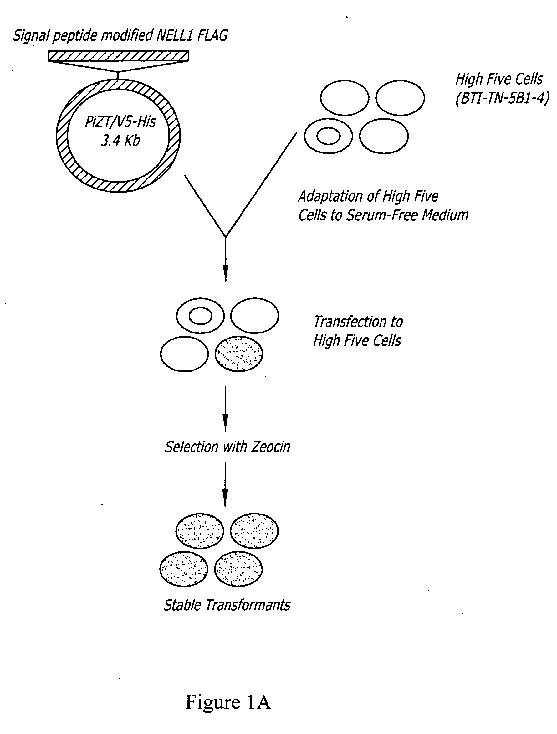 Expression system of NELL peptide