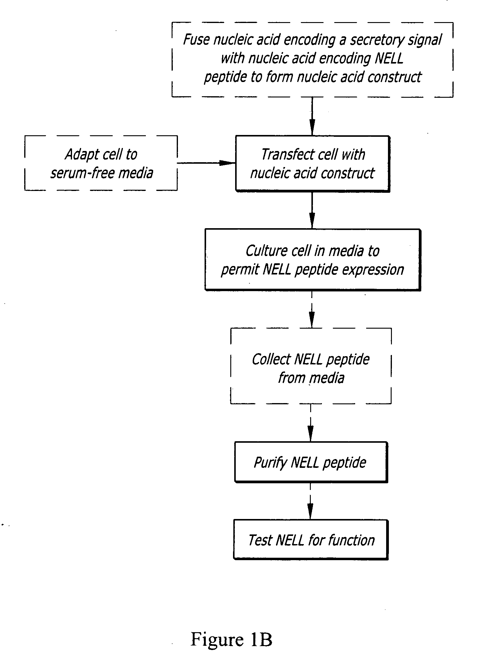 Expression system of NELL peptide