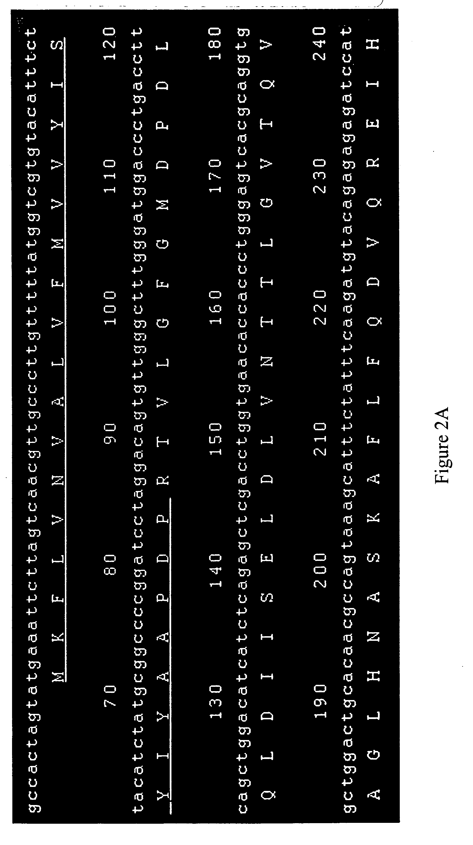 Expression system of NELL peptide