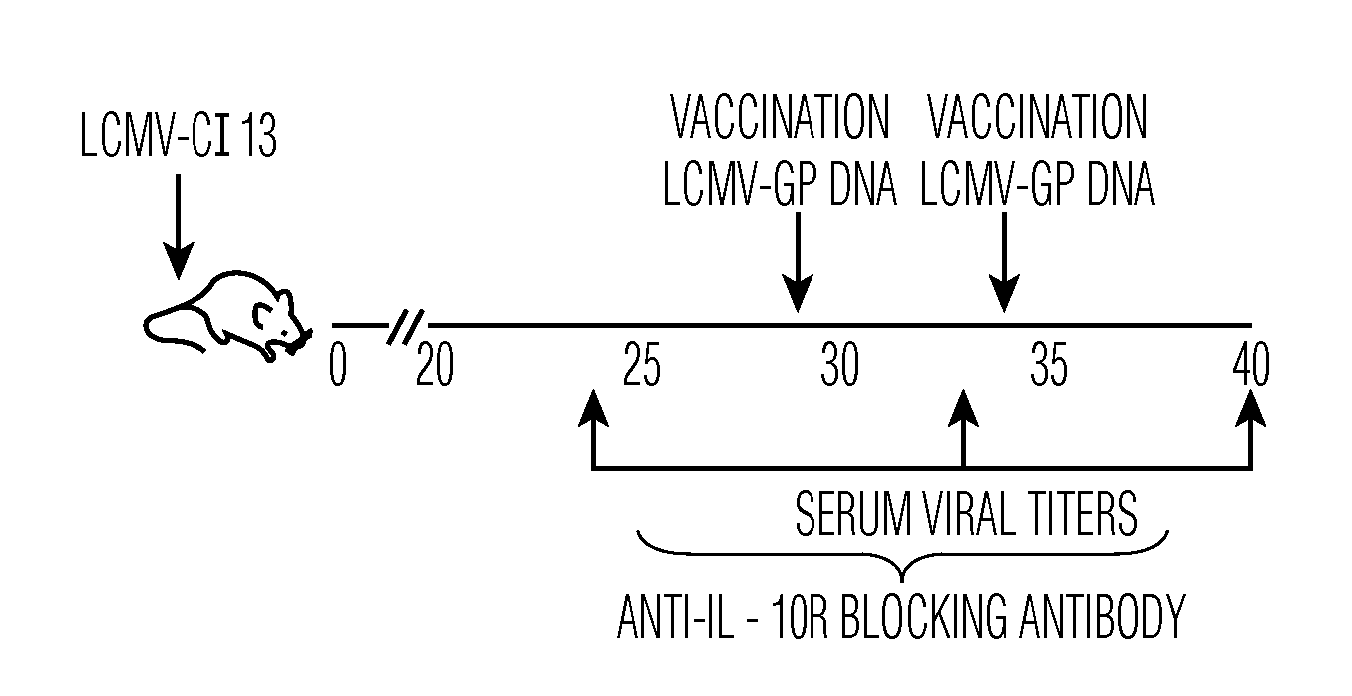 Combination Therapy to Treat Persistent Viral Infections