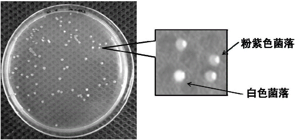 A standardized, high-precision, and general-purpose method for building functional modules