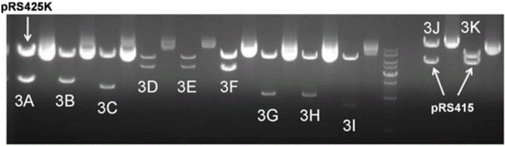 A standardized, high-precision, and general-purpose method for building functional modules