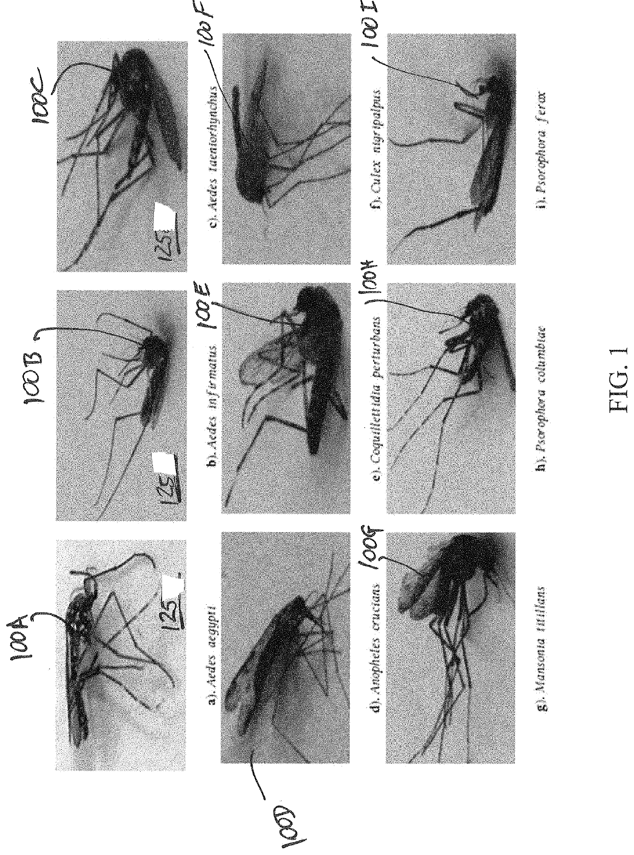 Leveraging smart-phone cameras and image processing techniques to classify mosquito genus and species