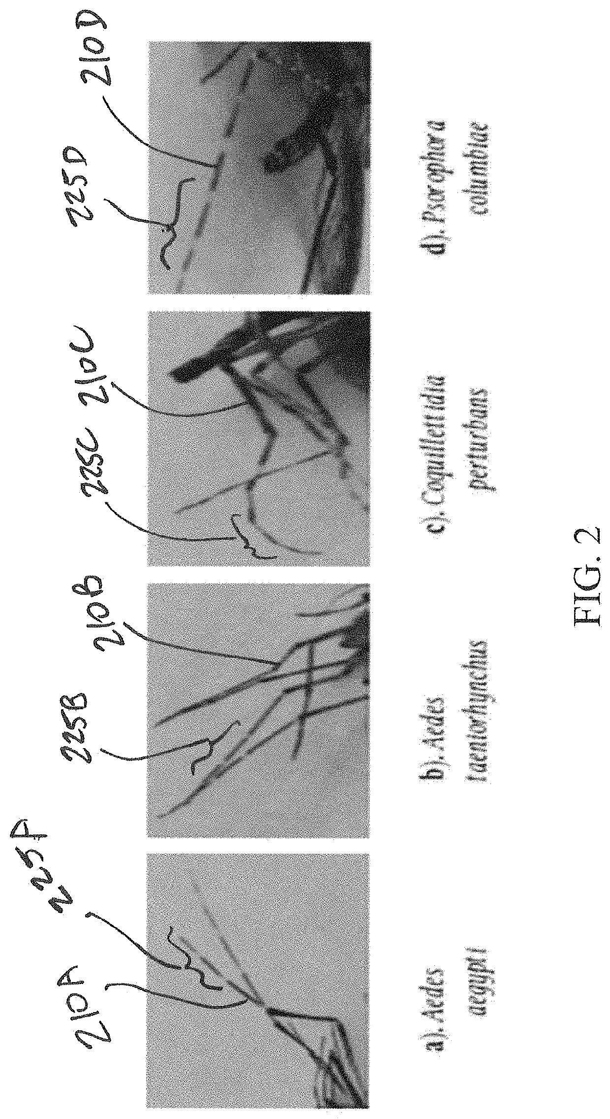 Leveraging smart-phone cameras and image processing techniques to classify mosquito genus and species