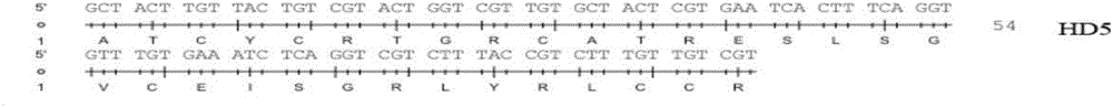 Human defensins mHD-5 gene and related application thereof