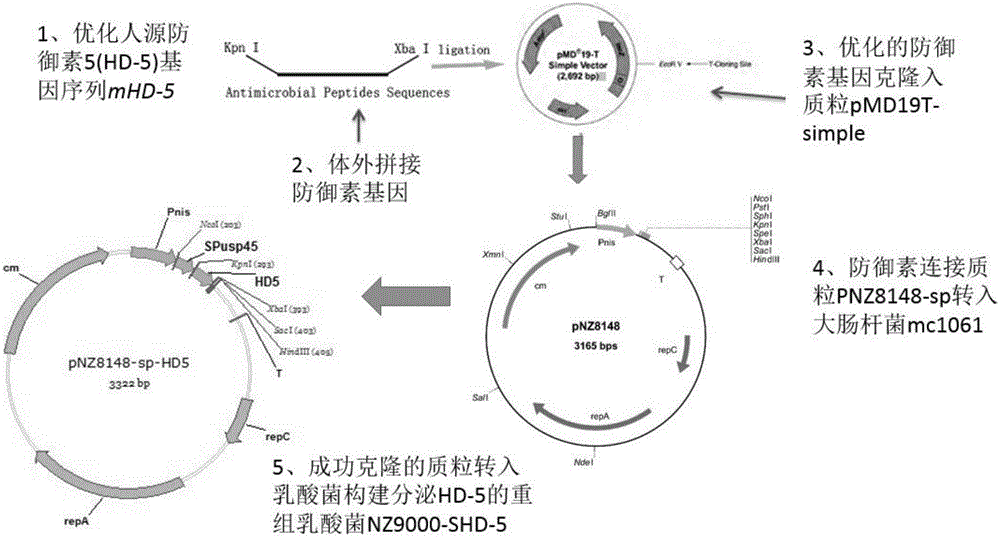 Human defensins mHD-5 gene and related application thereof