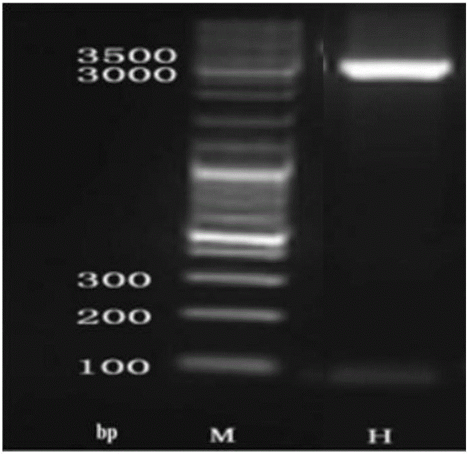 Human defensins mHD-5 gene and related application thereof