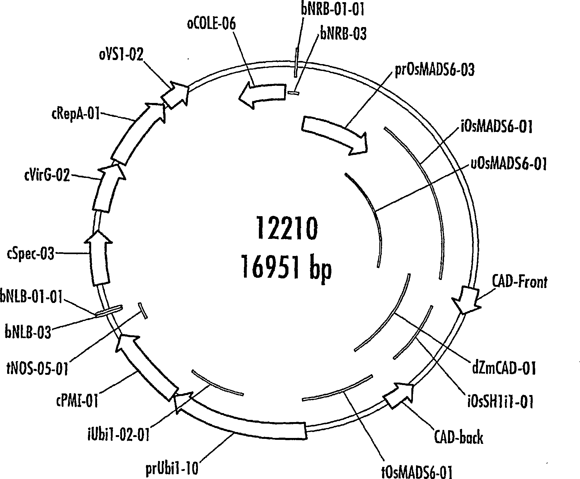 Methods and genetic constructs for modification of lignin composition of corn cobs