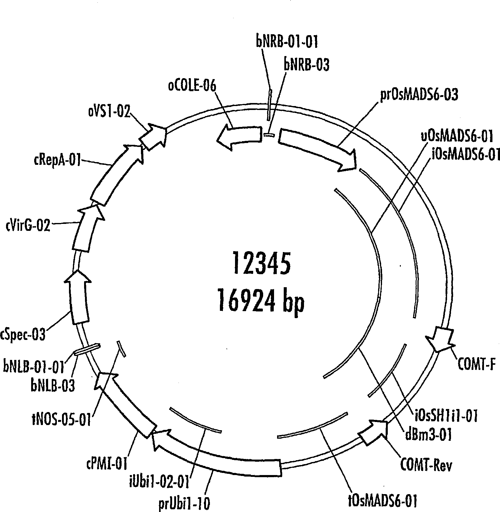 Methods and genetic constructs for modification of lignin composition of corn cobs