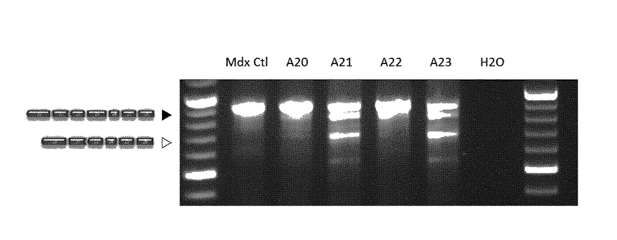 Tricyclic nucleosides and oligomeric compounds prepared therefrom