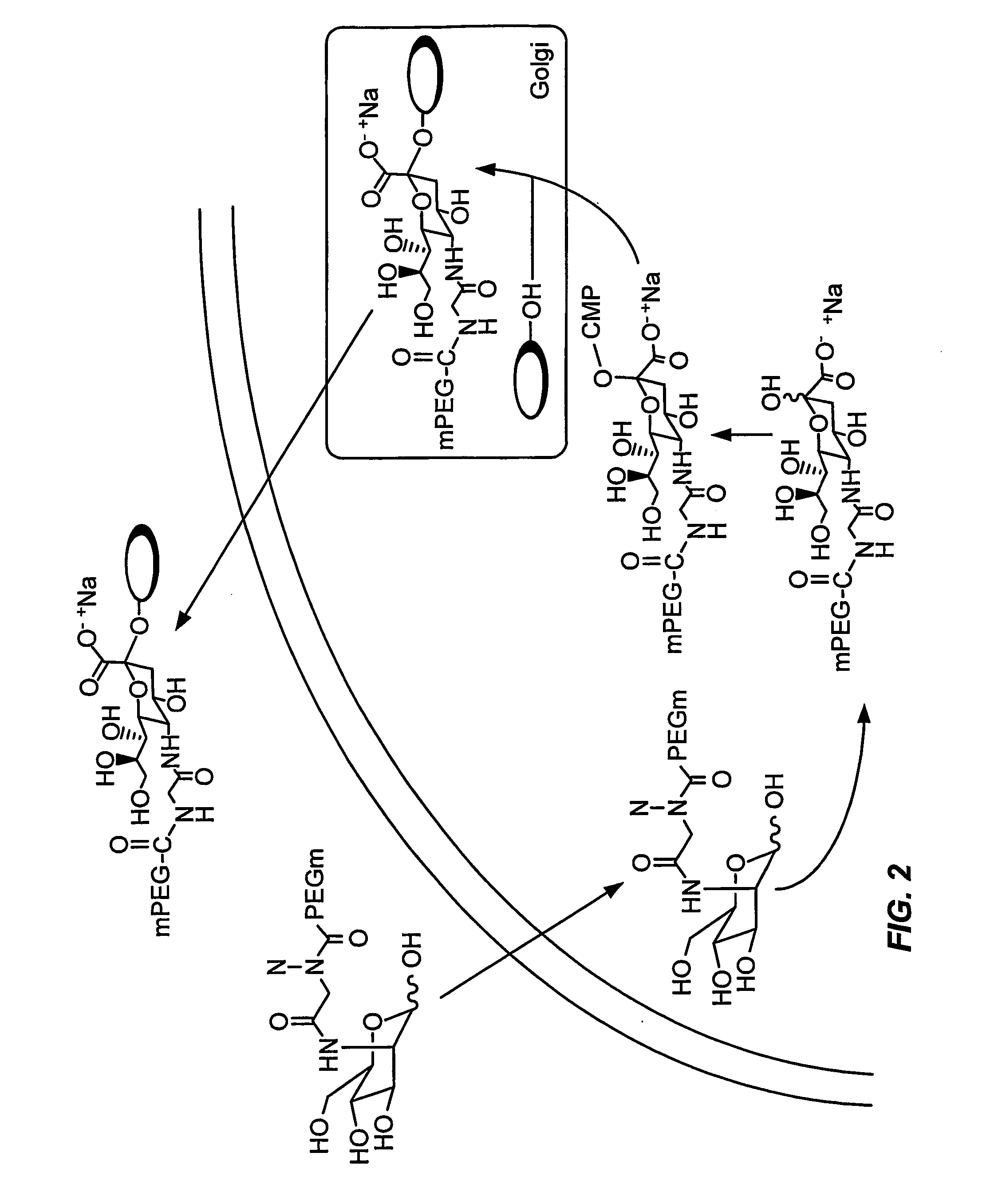 Intracellular formation of peptide conjugates