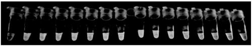 Visualization method for rapidly detecting neisseria gonorrhoeae by utilizing recombinase polymerase isothermal amplification technology