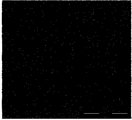 Rapid preparation method of copper-tungsten alloy