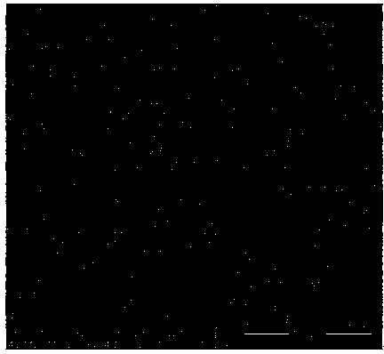 Rapid preparation method of copper-tungsten alloy