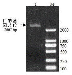 Blueberry salt-resistant drought-resistant gene VcLON2 and protein encoded by blueberry salt-resistant drought-resistant gene VcLON2 as well as application