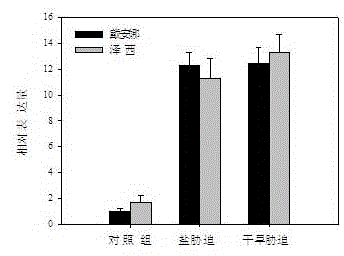 Blueberry salt-resistant drought-resistant gene VcLON2 and protein encoded by blueberry salt-resistant drought-resistant gene VcLON2 as well as application