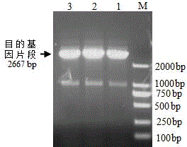 Blueberry salt-resistant drought-resistant gene VcLON2 and protein encoded by blueberry salt-resistant drought-resistant gene VcLON2 as well as application