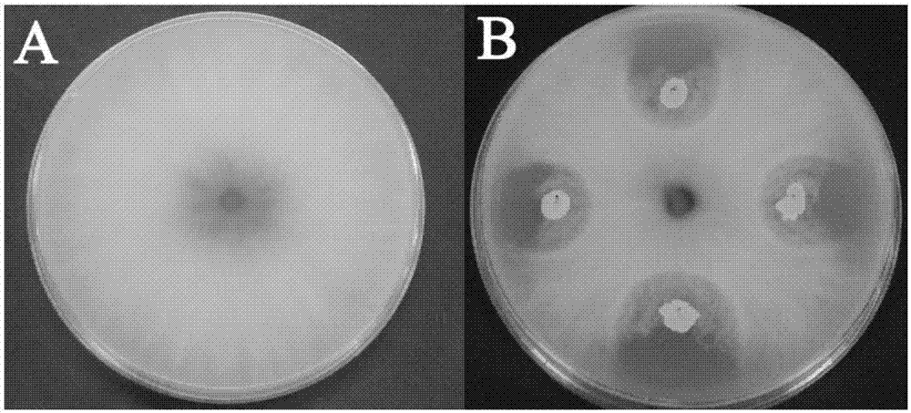 Bacillus velezensis JS25R and application thereof