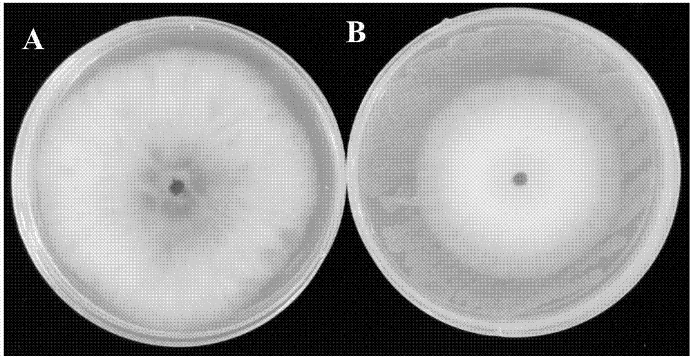 Bacillus velezensis JS25R and application thereof