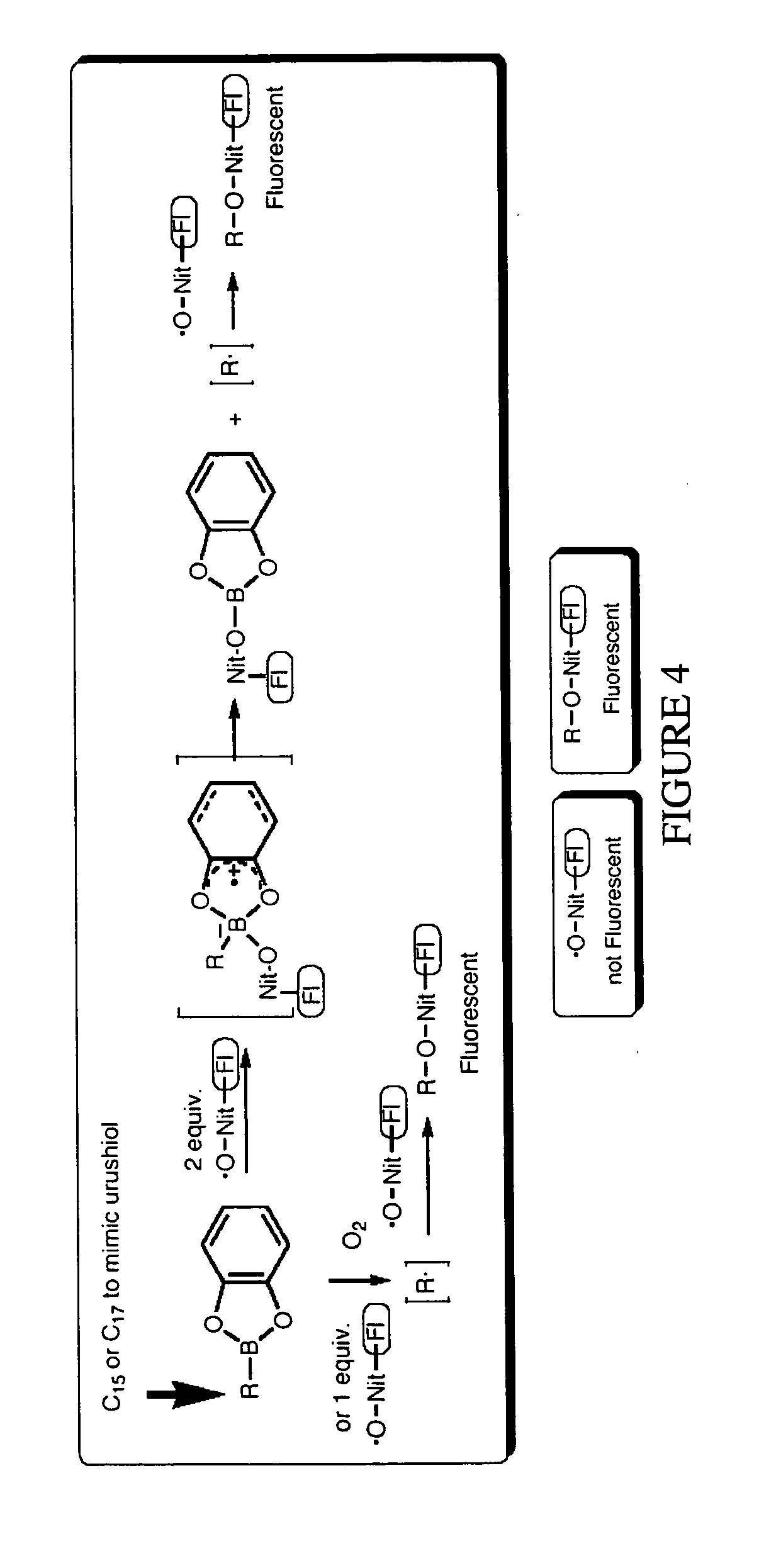 Fluorescence detection of poison oak oil