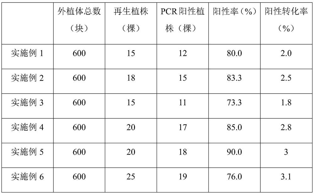 Agrobacterium-mediated tomato genetic transformation method