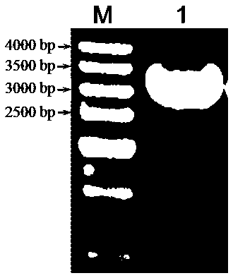 Peanut delta 12 fatty acid dehydrogenase AhFAD2-1B-m gene promoter and its preparation method and use