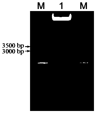 Peanut delta 12 fatty acid dehydrogenase AhFAD2-1B-m gene promoter and its preparation method and use