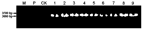 Peanut delta 12 fatty acid dehydrogenase AhFAD2-1B-m gene promoter and its preparation method and use