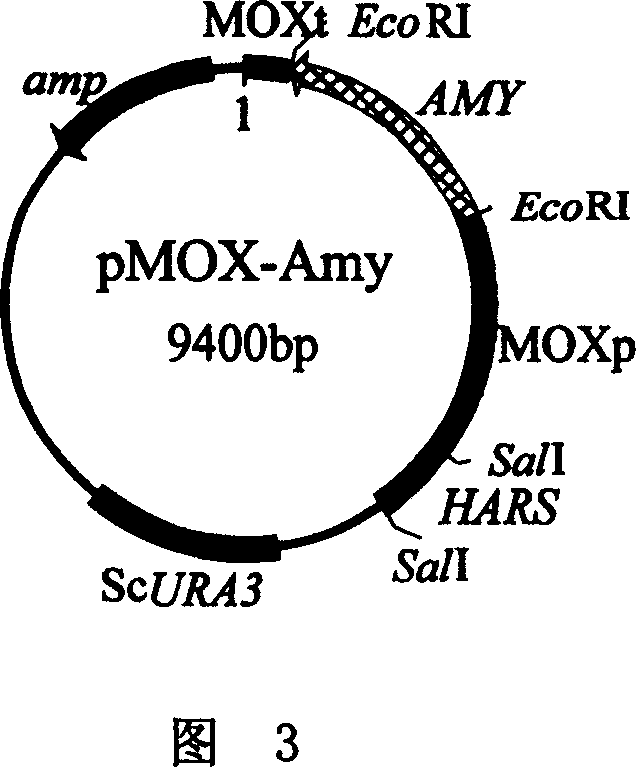 Recombinated multi shape ttansenula yeast, its structural method and application