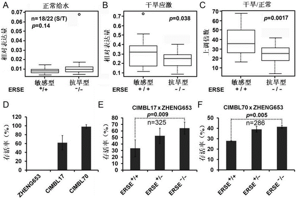 Gene for regulating and controlling corn drought stress resistance and application thereof