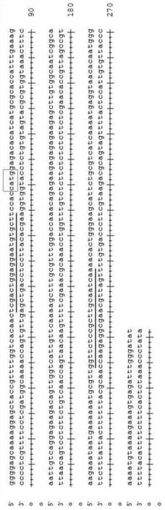 Caps Marker Closely Linked with Cowpea Rust Resistance Gene and Its Application