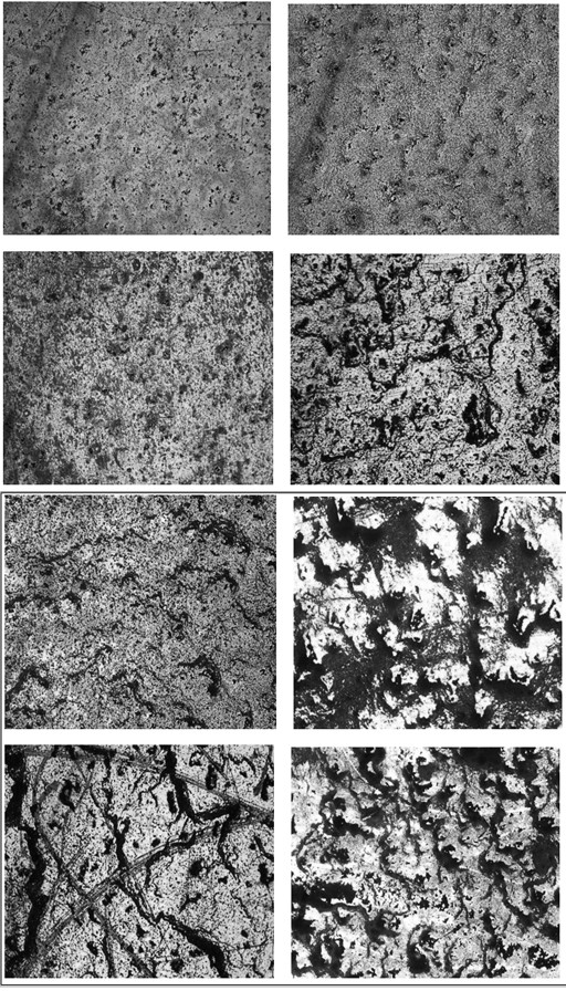 A kind of dragon's blood spray film and preparation method thereof