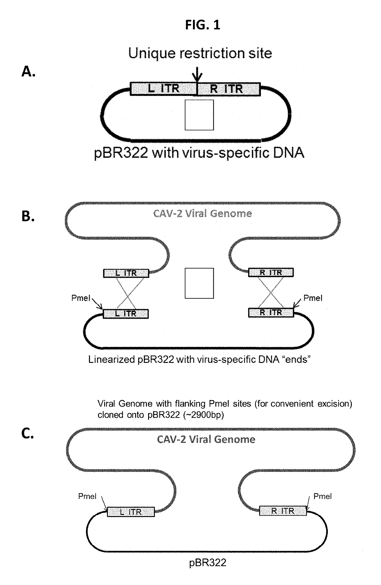 Canine adenovirus vectors