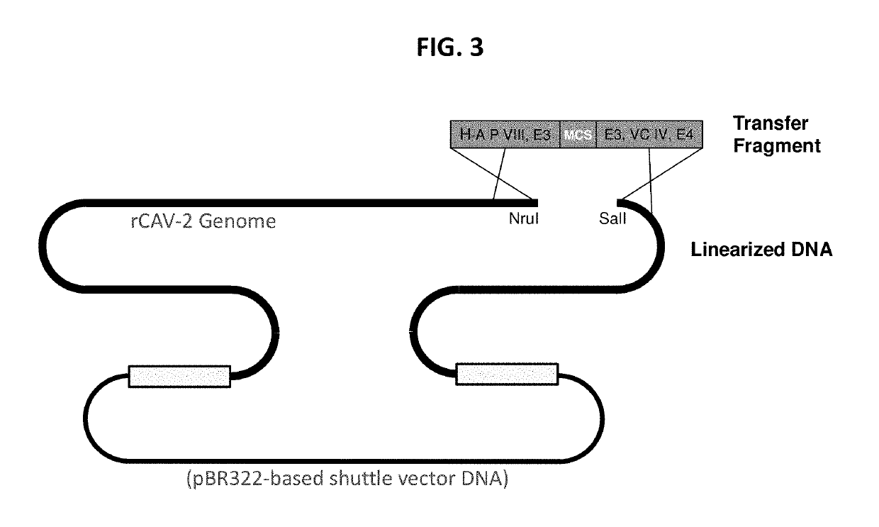 Canine adenovirus vectors