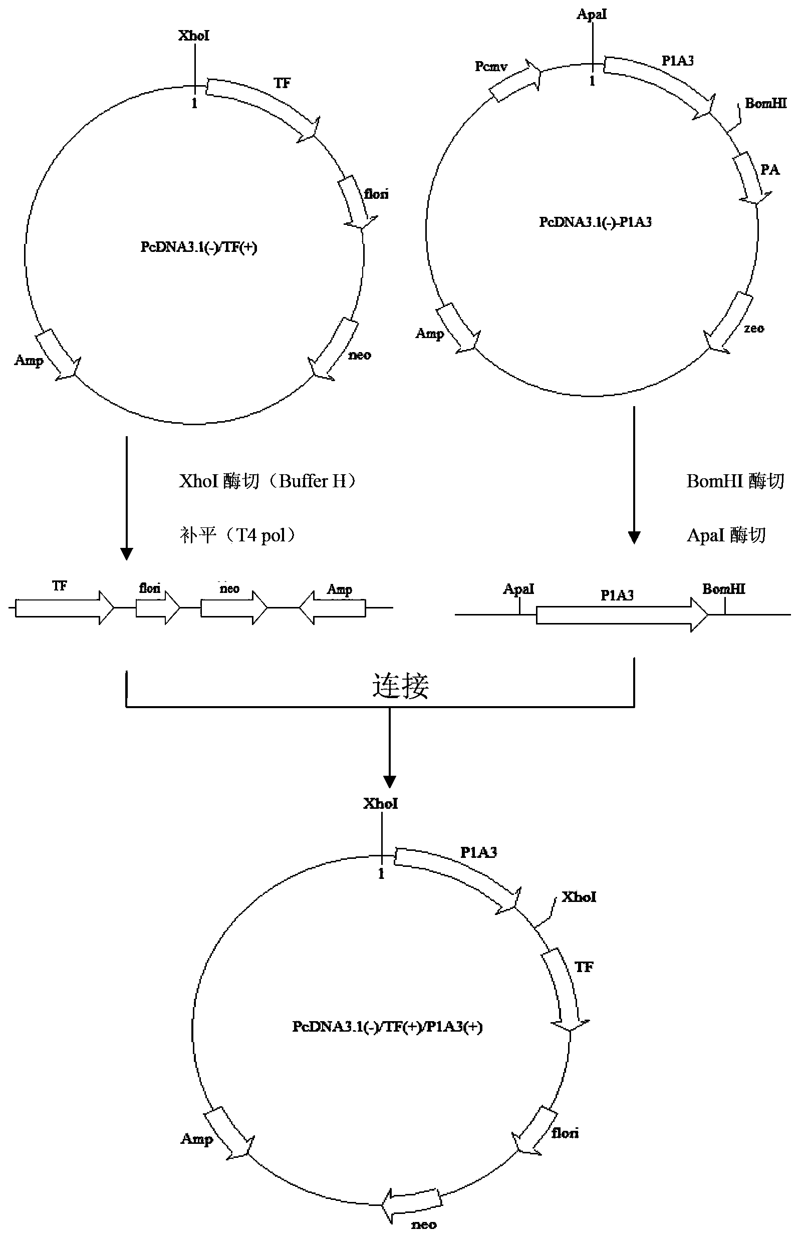 Construction and application of mammary specific expression vector for human transferrin